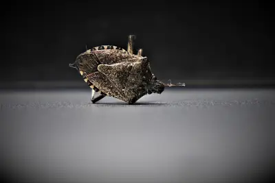 L’infestation des punaises de lit