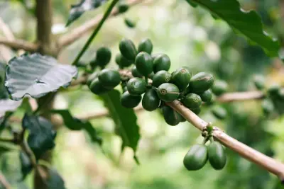 Quels aliments contiennent de l'acide chlorogénique?